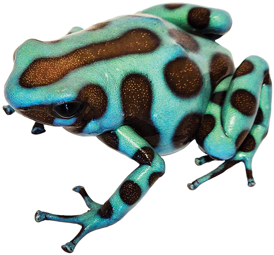 Dart Frog GREEN AND BRONZE