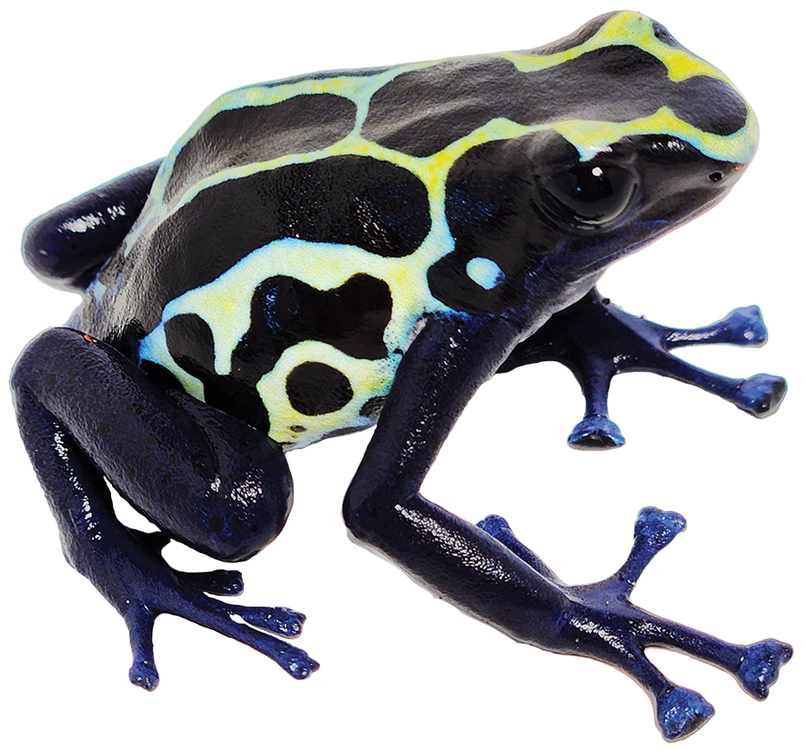 Dart Frog GREEN SIP