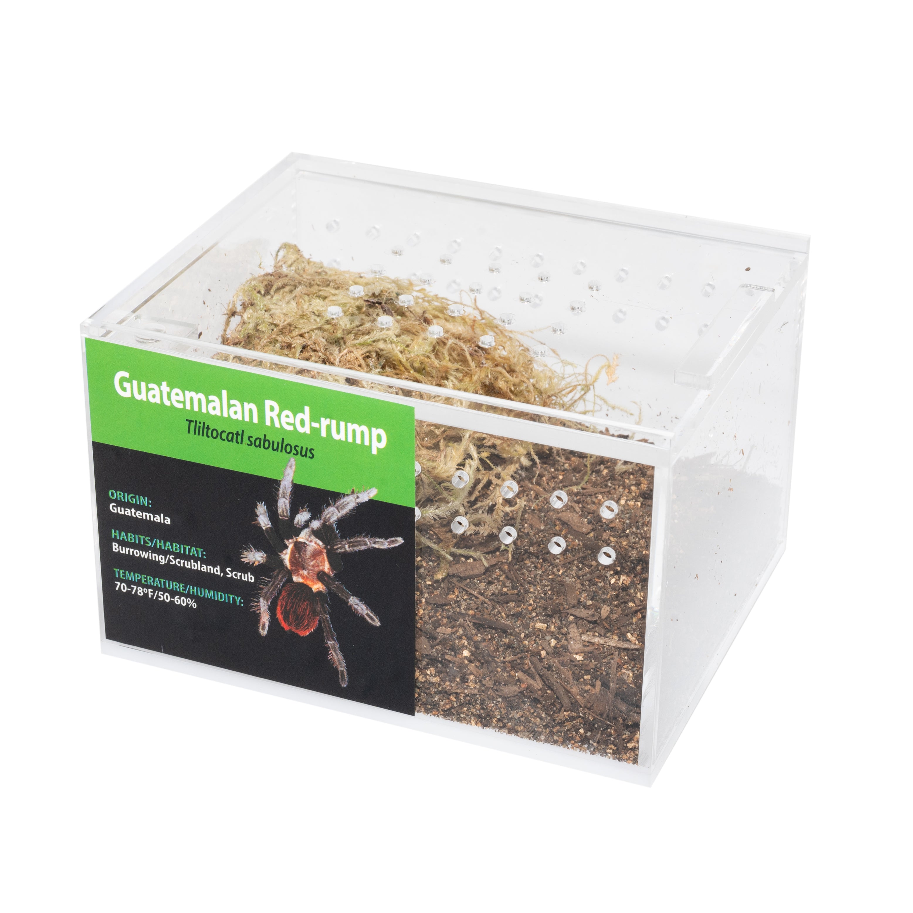 GRAB N GO キット: Tliltocatl (Brachypelma) sabulosus (グアテマラ レッドランプ)