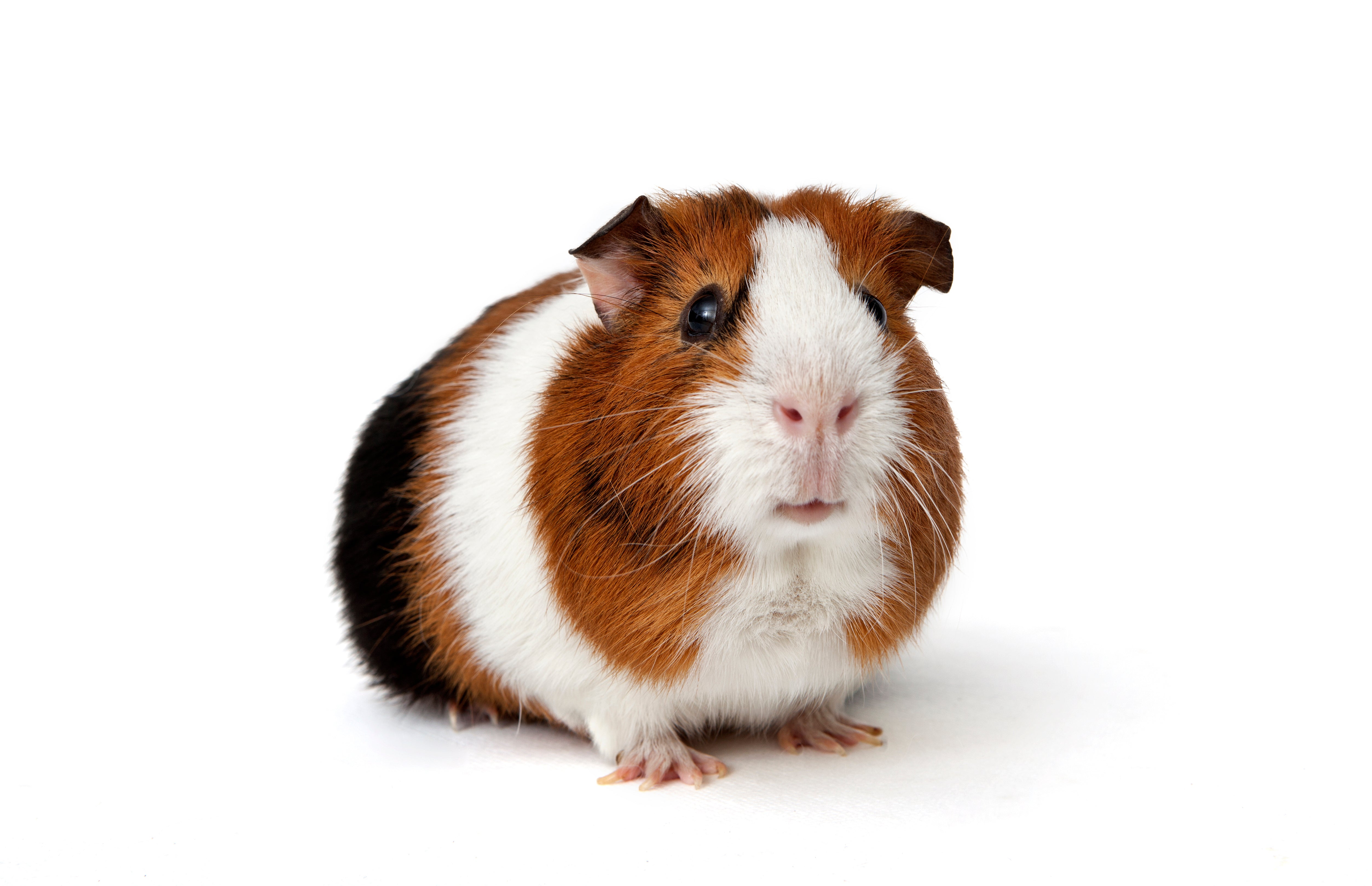 Guinea Pig MALE