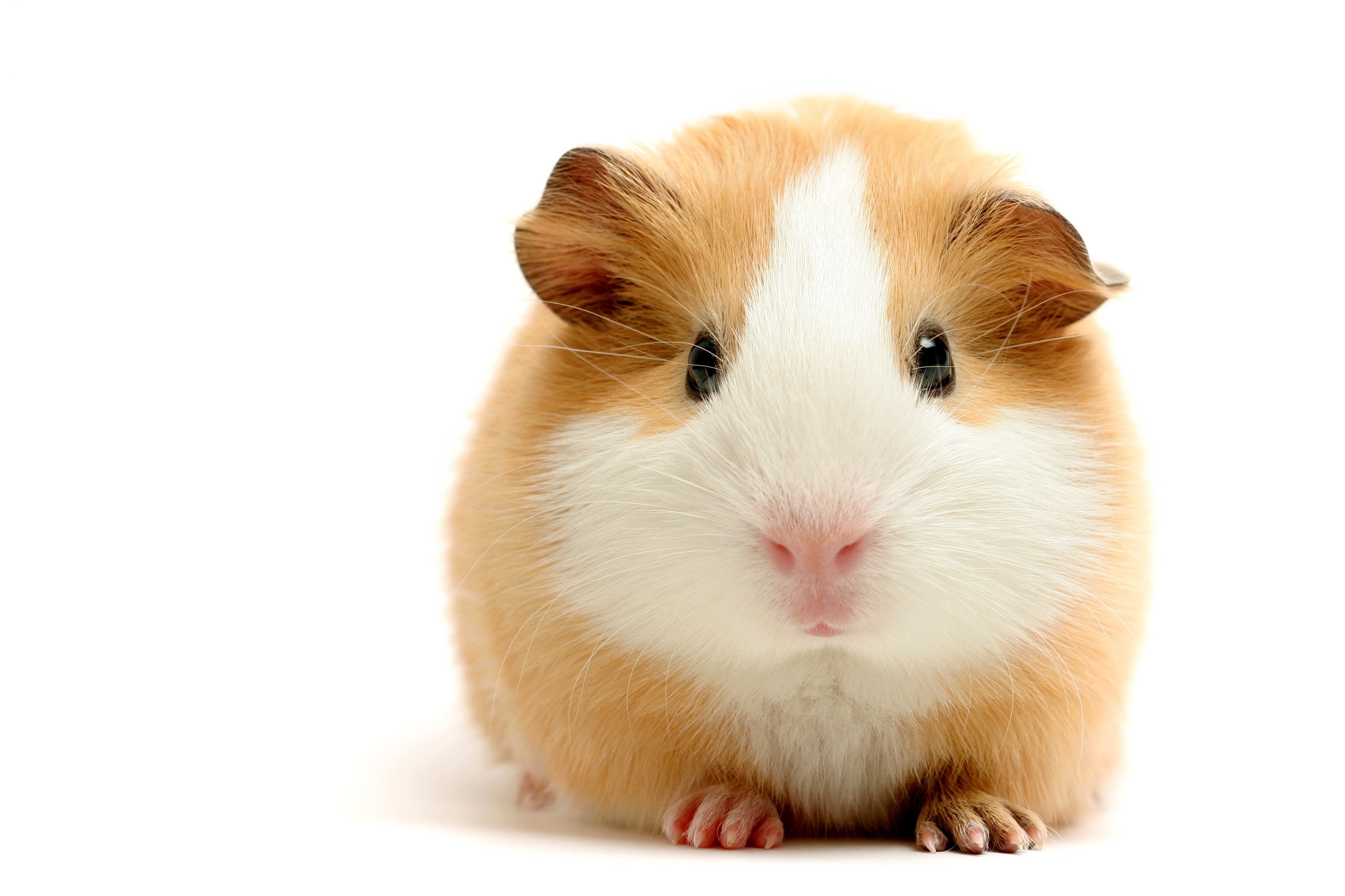 Guinea Pig FEMALE