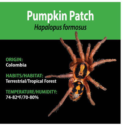 TERRESTRIAL GRAB N GO KIT: Hapalopus formosus ('True' Pumpkin Patch) 1.5"+