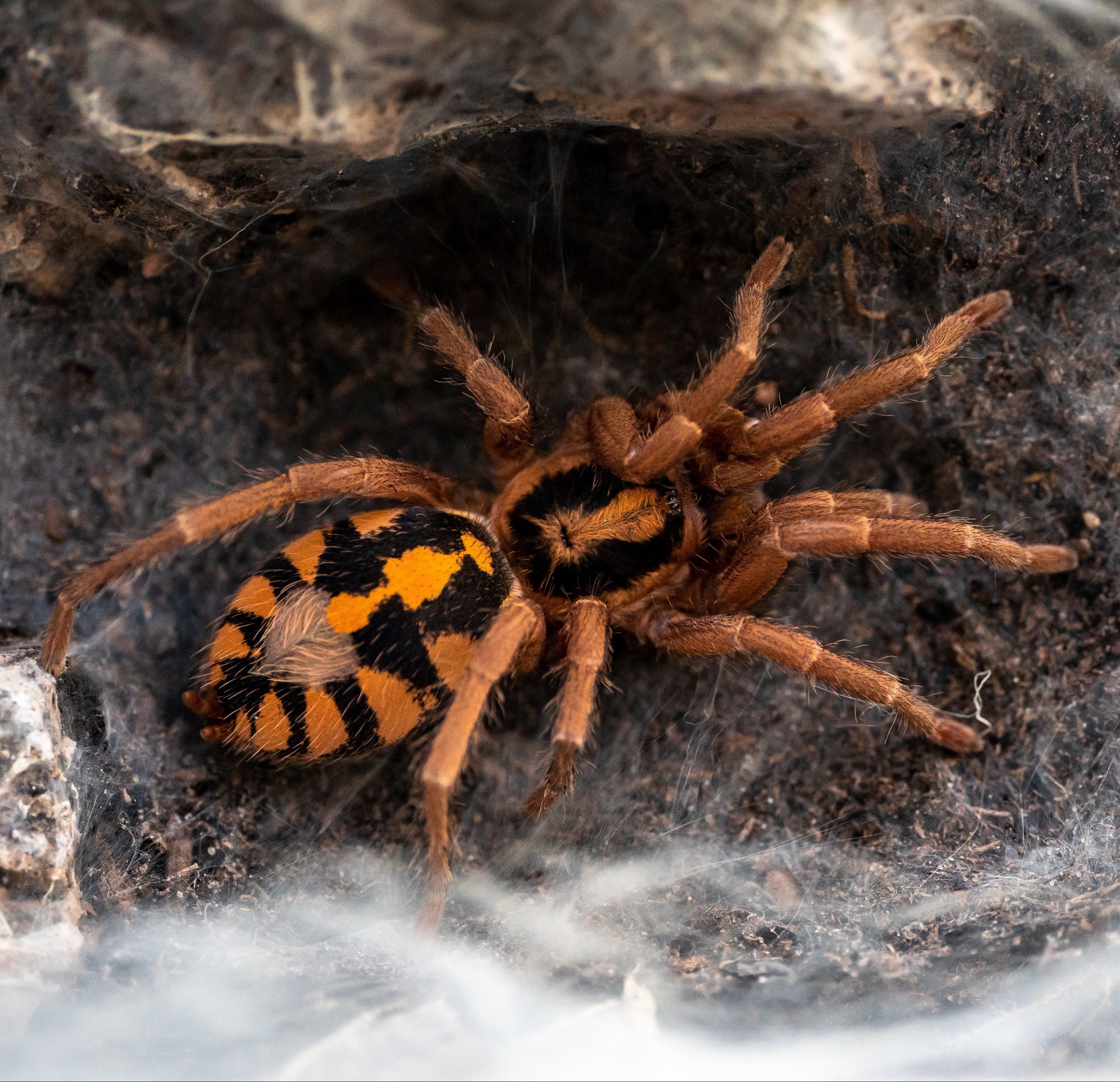 Hapalopus formosus ('True' Pumpkin Patch) .25" Bulk