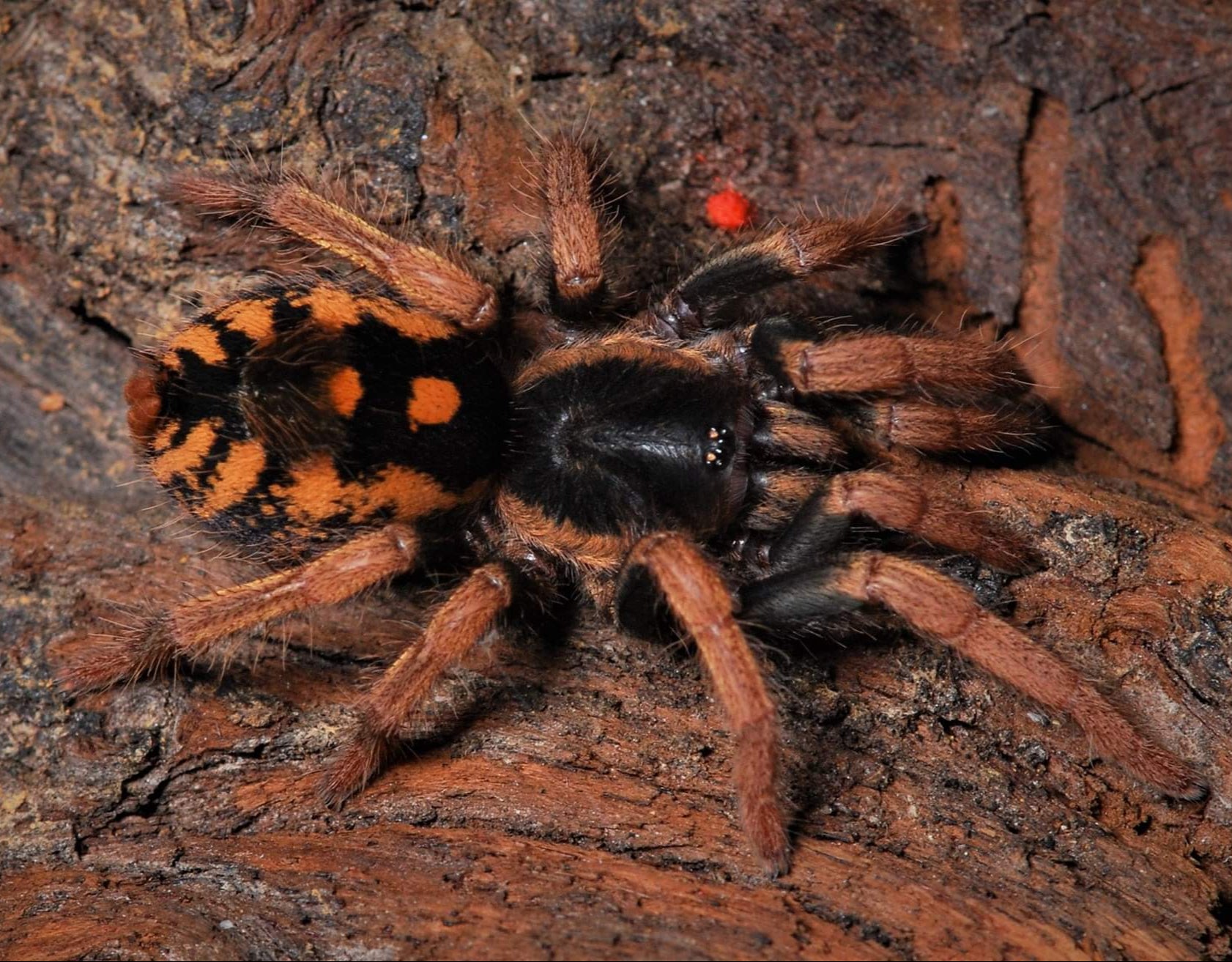Hapalopus vangoghi (スペックル パッチ) 0.25"