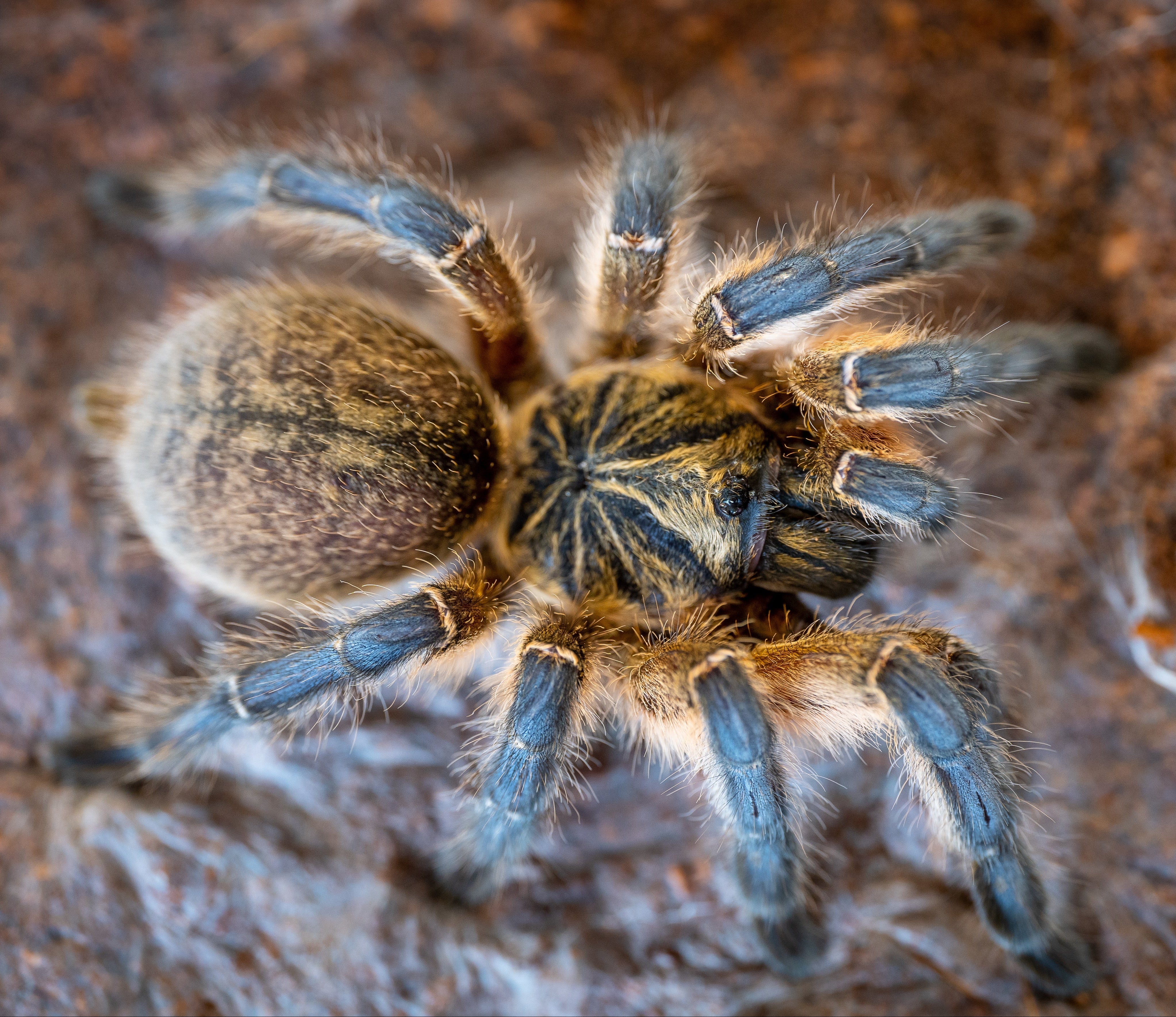 Harpactira pulchripes (Golden Blue-legged Baboon) 3 - 4" SUBADULT / ADULT FEMALE