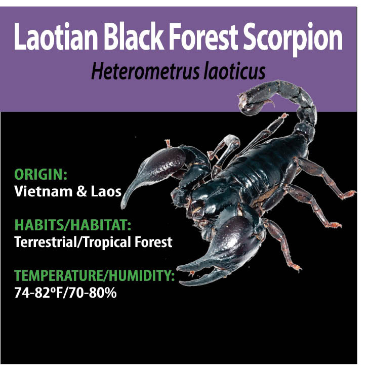 TERRESTRIAL GRAB N GO KIT: Heterometrus laoticus (Laotian Black Forest Scorpion) 1.5"+