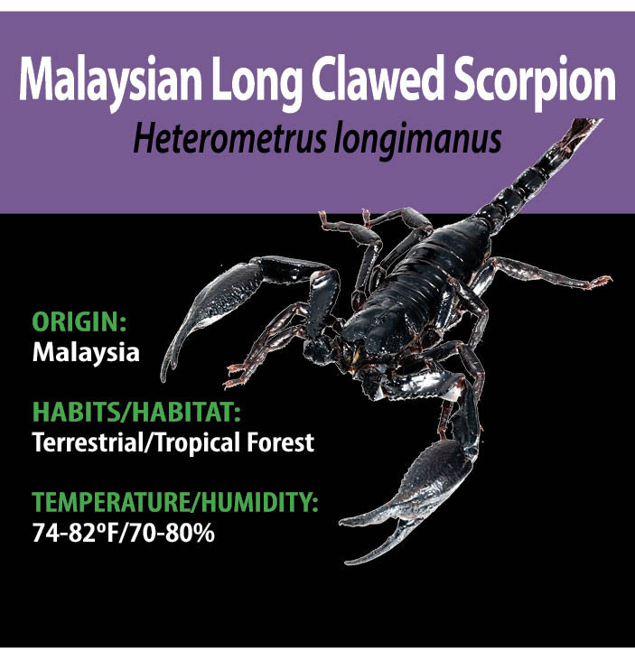 TERRESTRIAL GRAB N GO KIT: Heterometrus longimanus (Malaysian Long Clawed Scorpion) 1.5"+