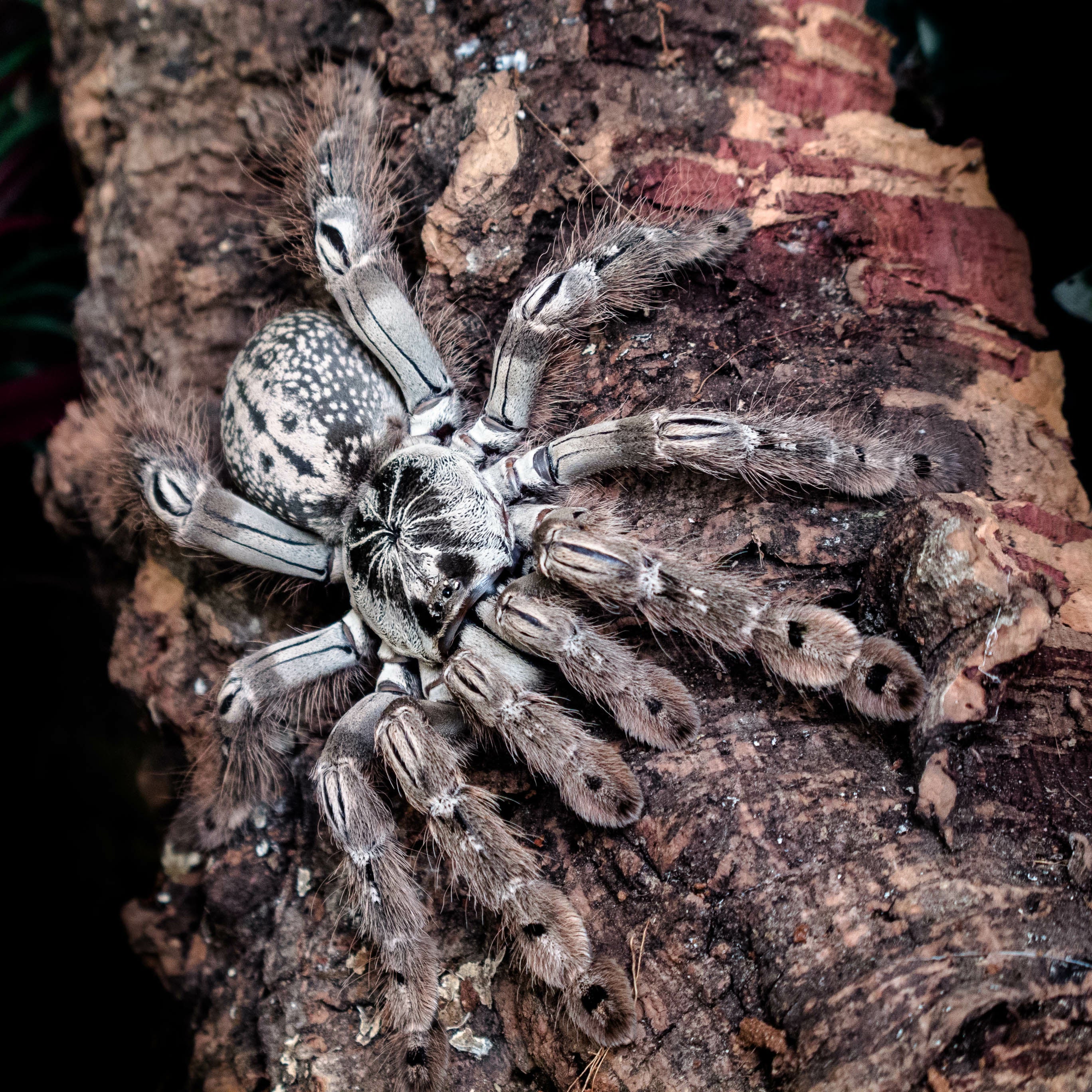 Heteroscodra maculata (Ornamental Baboon) 1.5 - 2" Bulk
