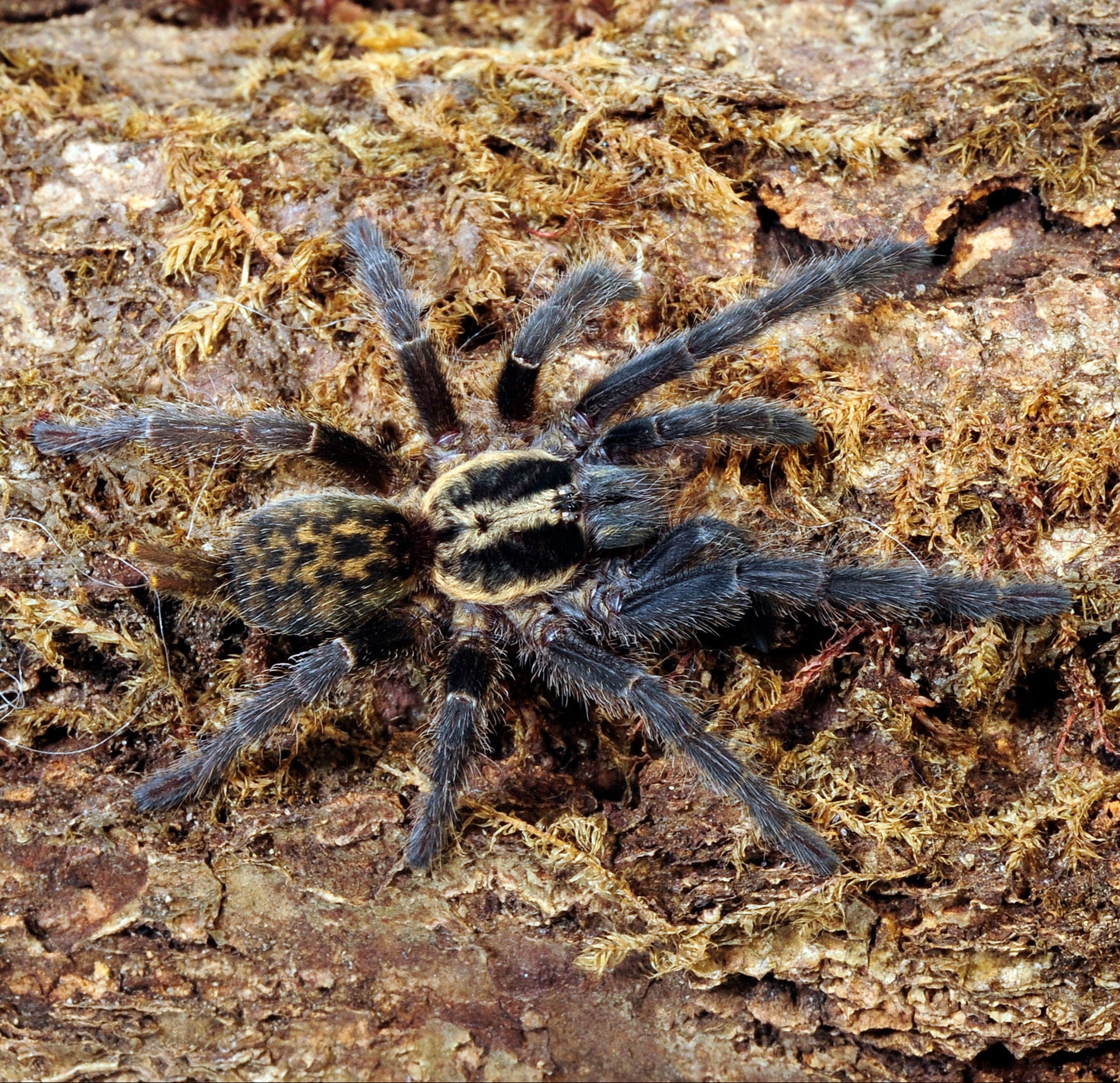 Heterothele villosella (Tanzanian Chestnut Baboon) Tarantula