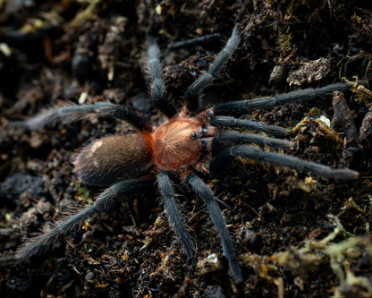 TERRESTRIAL GRAB N GO KIT: Holothele longipes (Trinidadian Pink) 1.5"+