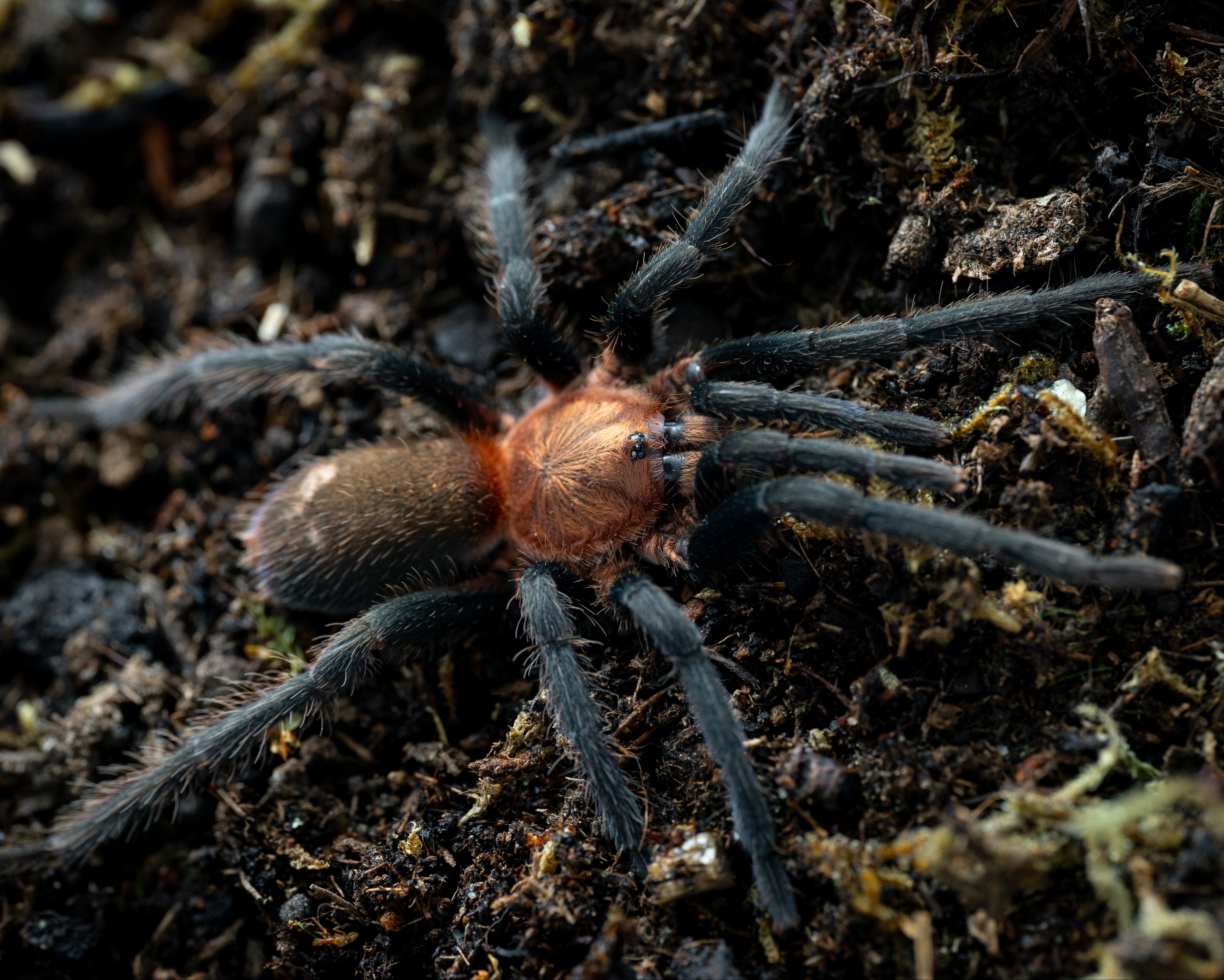 Holothele longipes (Trinidad Pink) .5" Bulk