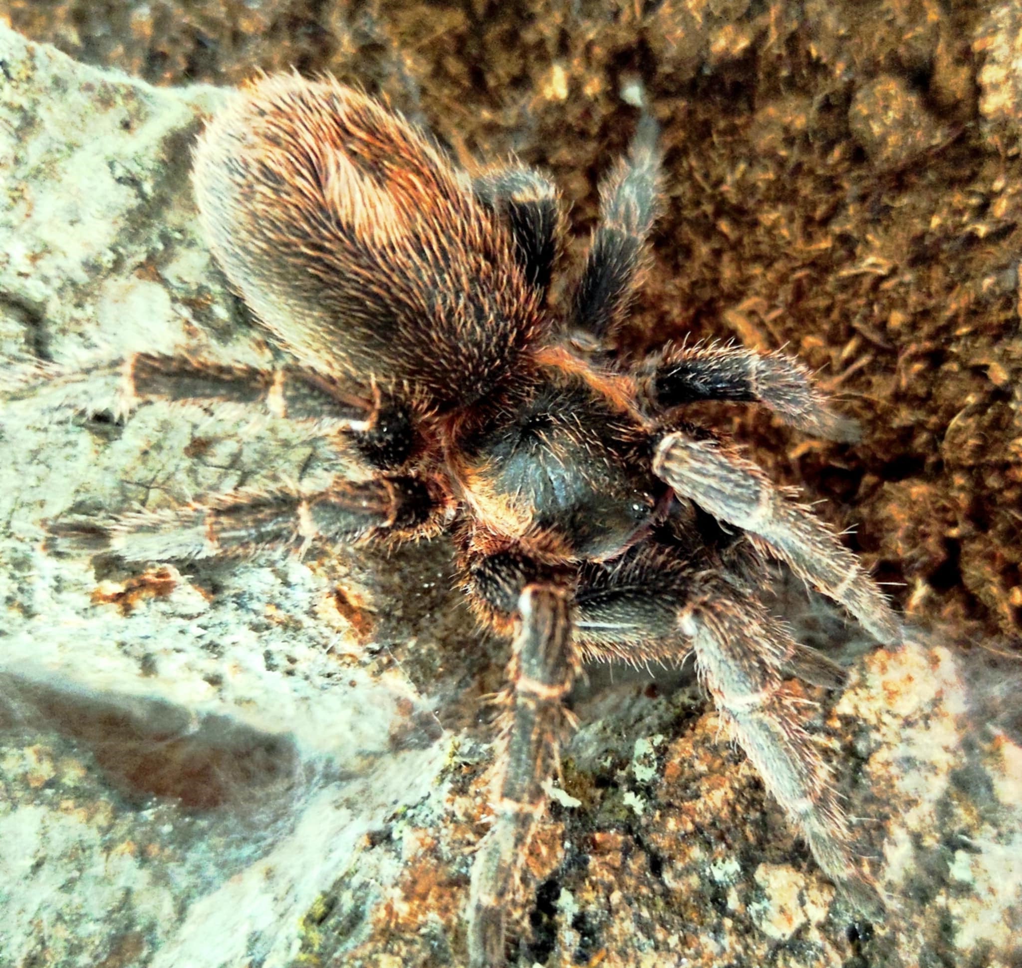 Homoeomma peruvianum (ペルーブルー) 0.5"