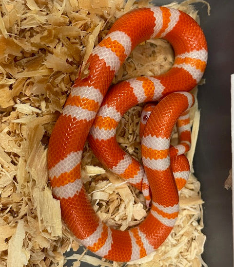 Serpiente de leche: Hondureña - Mandarina albina