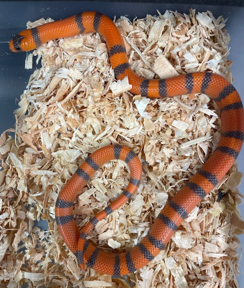 Milksnake: Hondureña - Hypo Mandarina