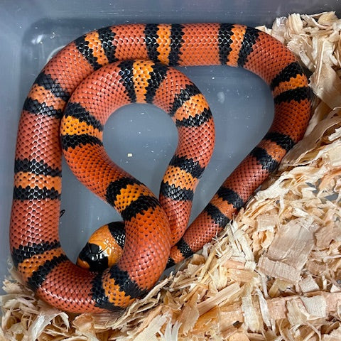 Milksnake: Hondureña - Mandarina