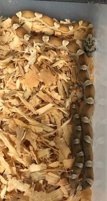 Corn Snake - Honey