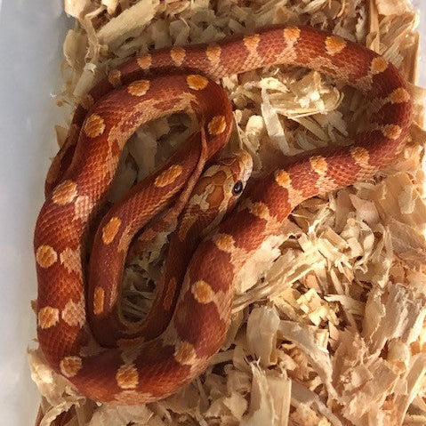 Corn Snake - Hypo Motley