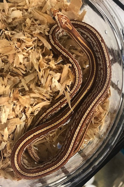 Corn Snake - Hypo Tessera