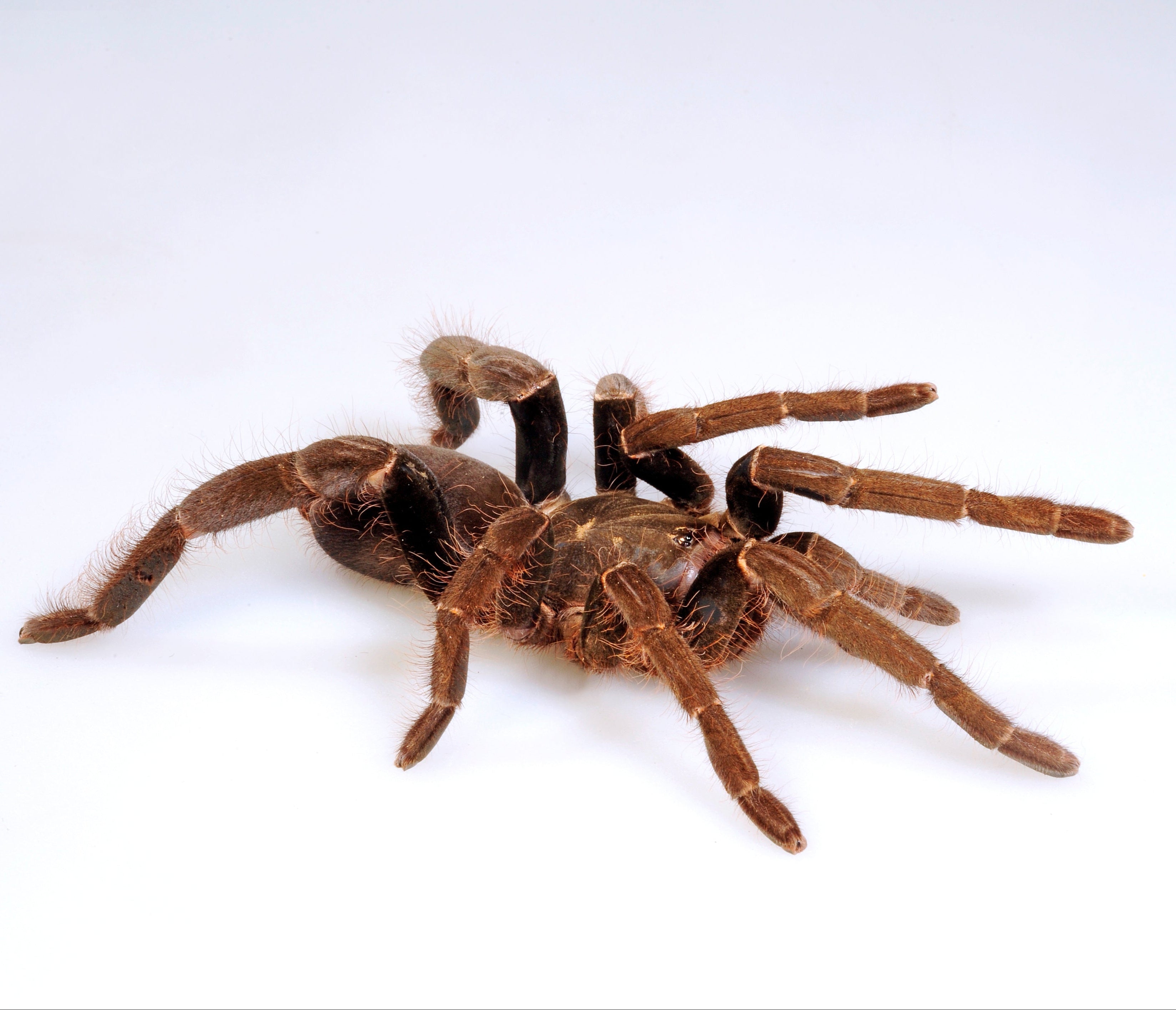 Hysterocrates gigas (Cameroon Red Baboon) .75" Bulk