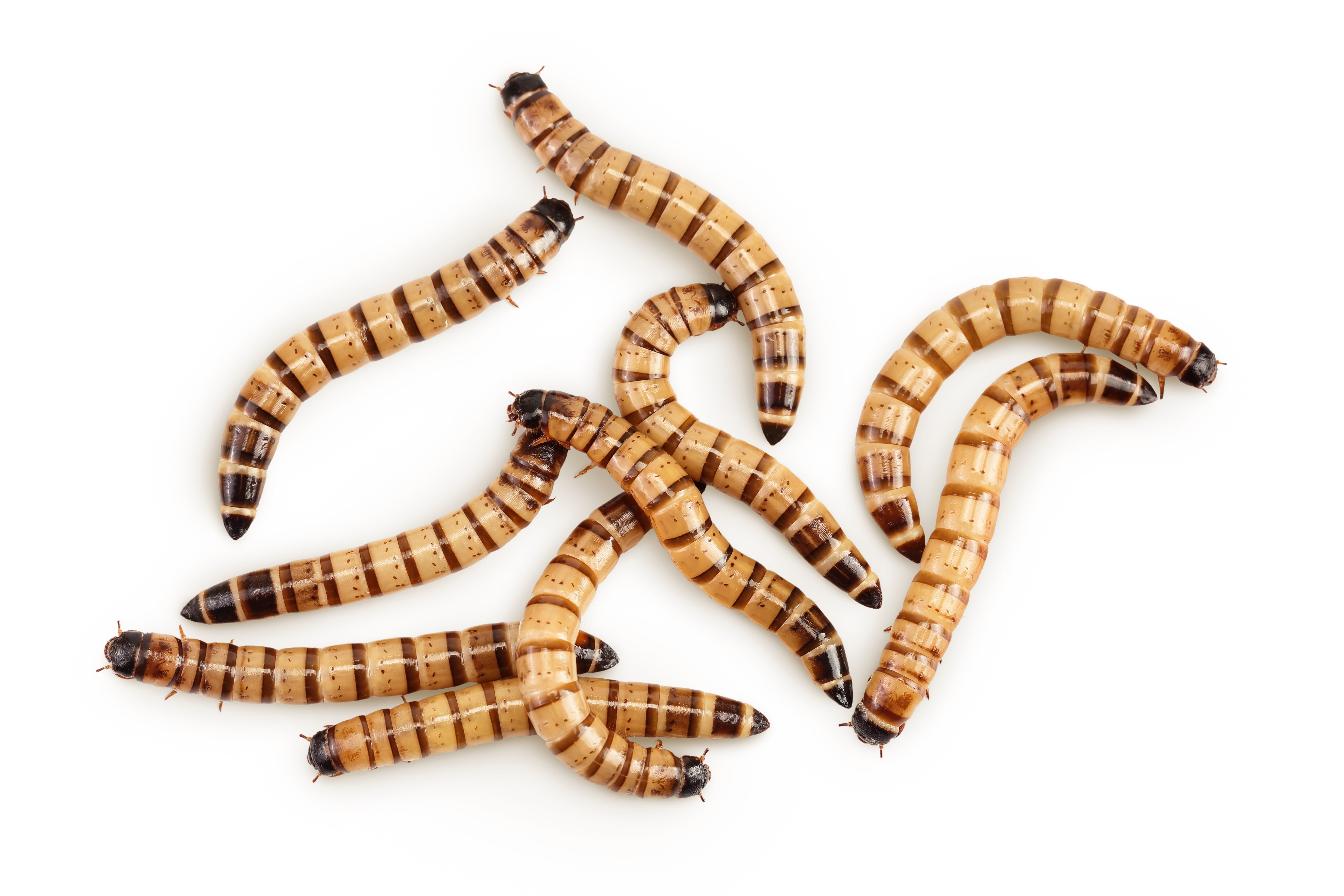 Live Kingworms