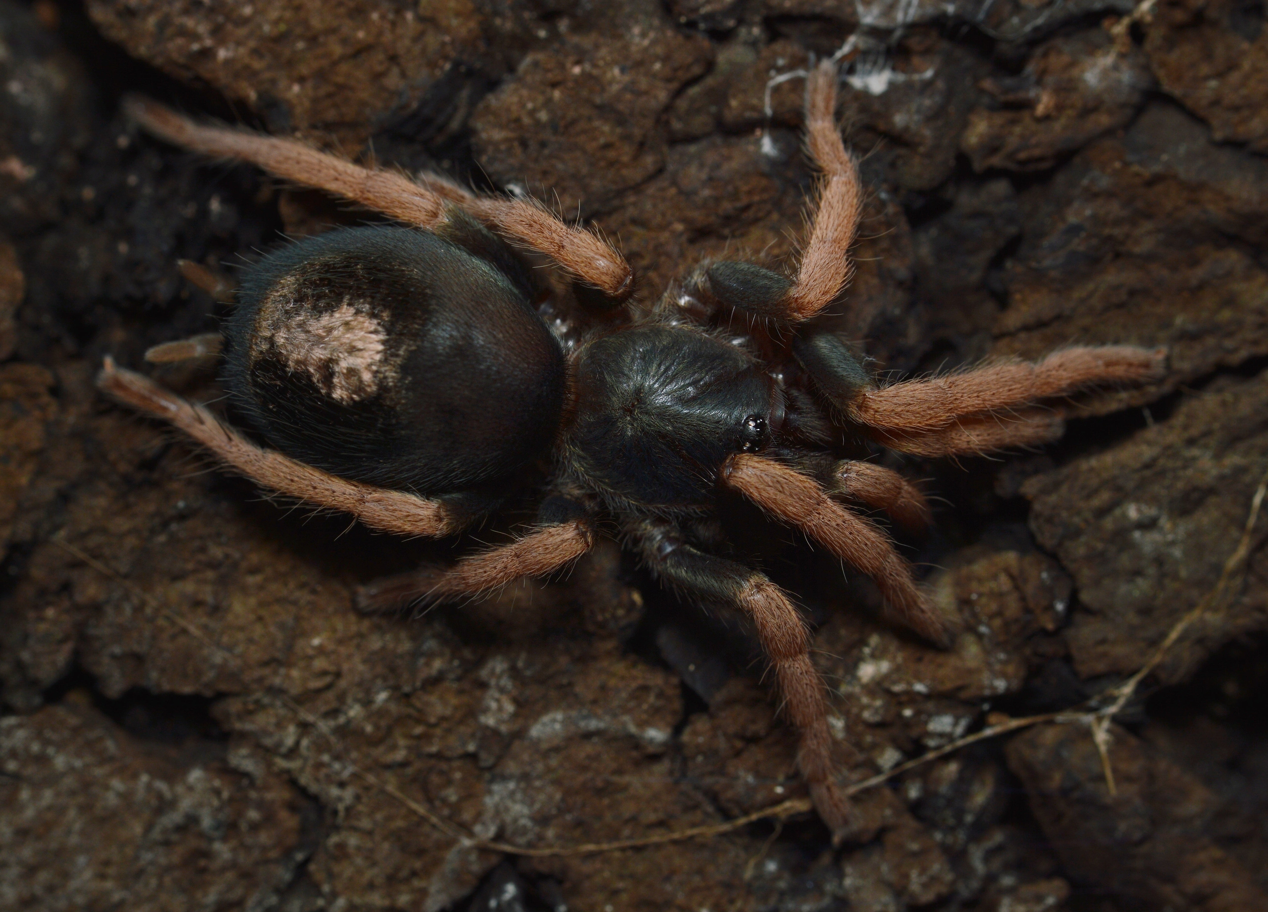 Kochiana brunnipes (Brazilian Dwarf Pink-leg) .25" Bulk