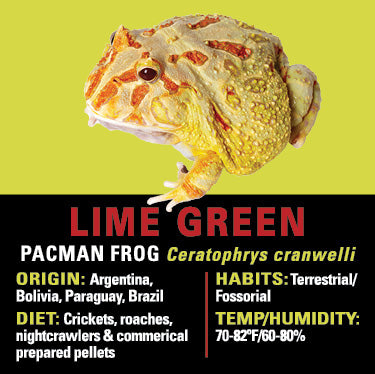 GNG Kit: Pacman Frog - LIME GREEN