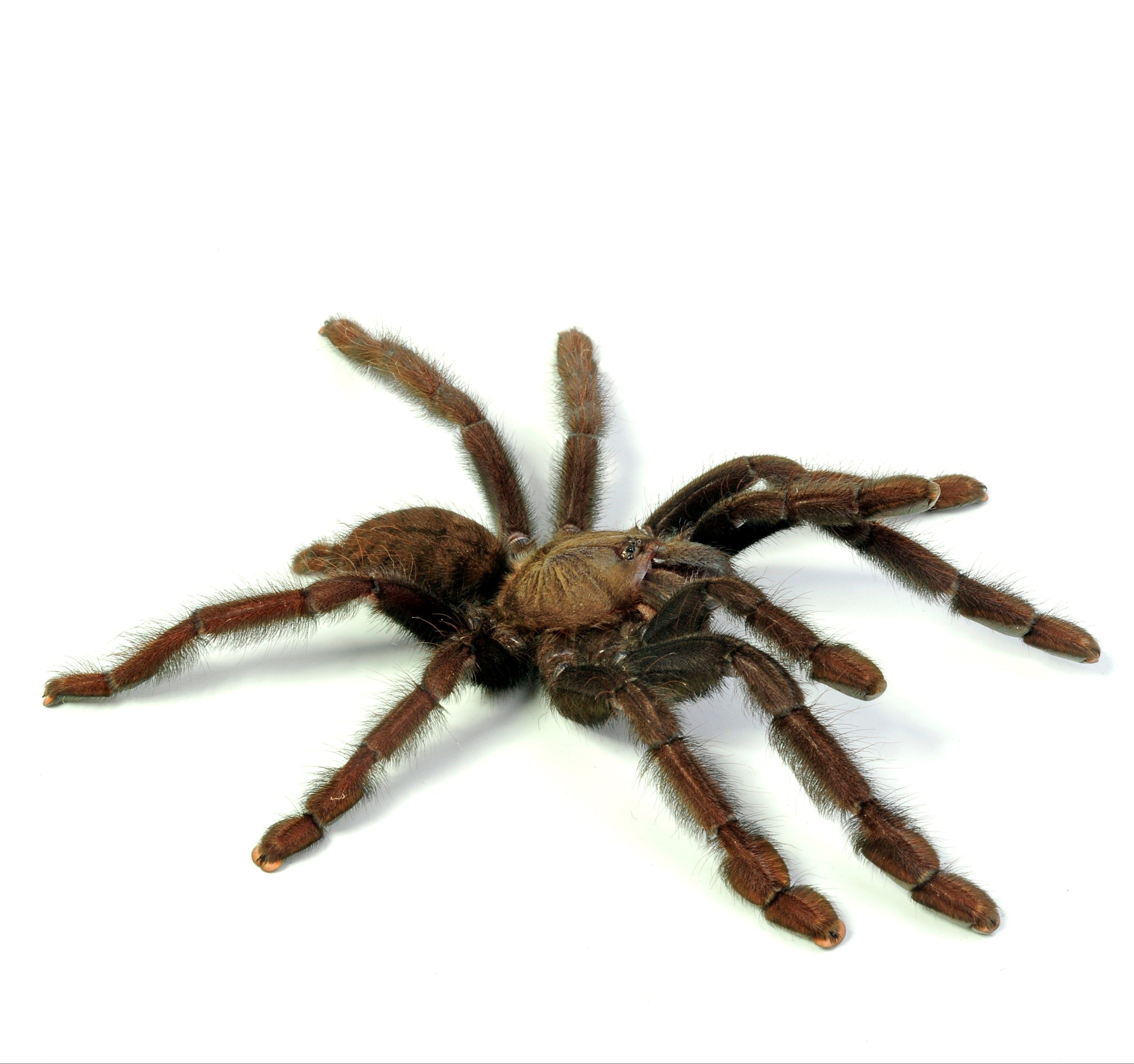 Lampropelma nigerrimum (Sangihe Black) 1" Bulk