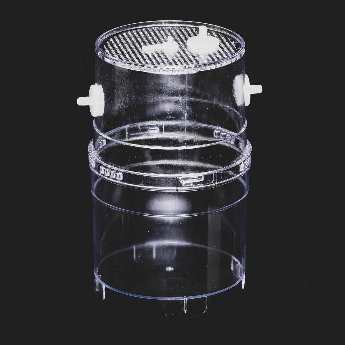 Arboreal Spiderling Container - LARGE