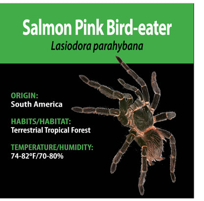 TERRESTRIAL GRAB N GO KIT: Lasiodora parahybana (Salmon Pink Birdeater) 1.5"+