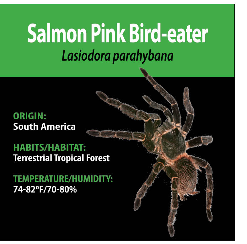 TERRESTRIAL GRAB N GO KIT: Lasiodora parahybana (Salmon Pink Birdeater) 1.5"+