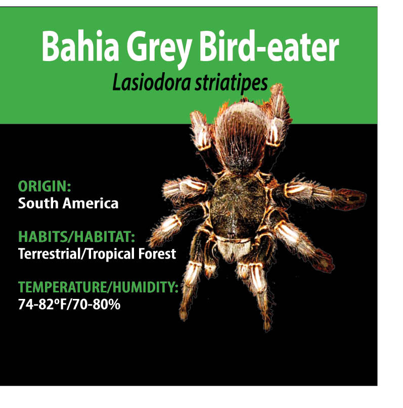 TERRESTRIAL GRAB N GO KIT: Lasiodora striatipes (Bahia Grey Birdeater) 1.5"+