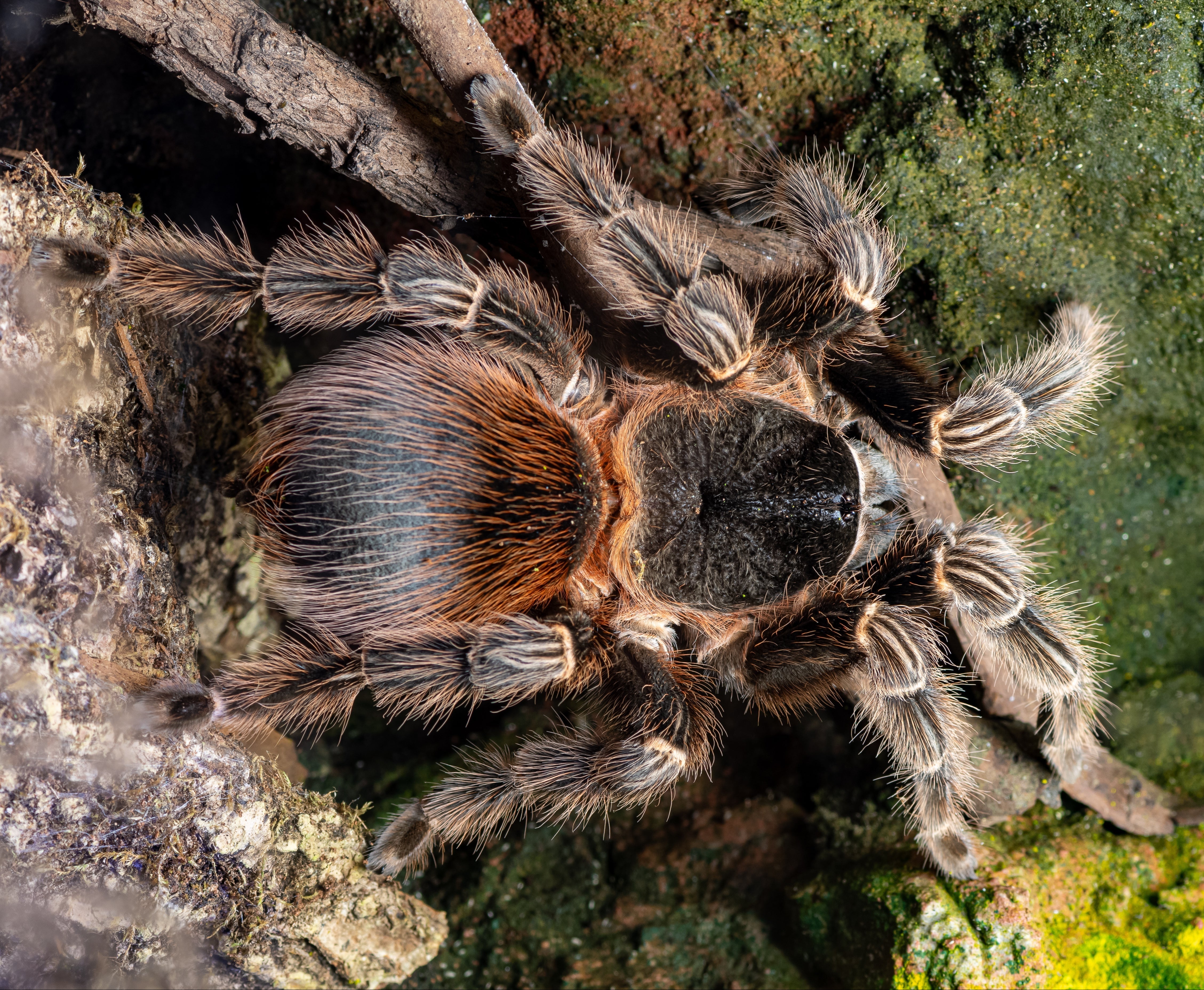 Lasiodora klugi (Bahia Scarlet Bird-eater) Tarantula