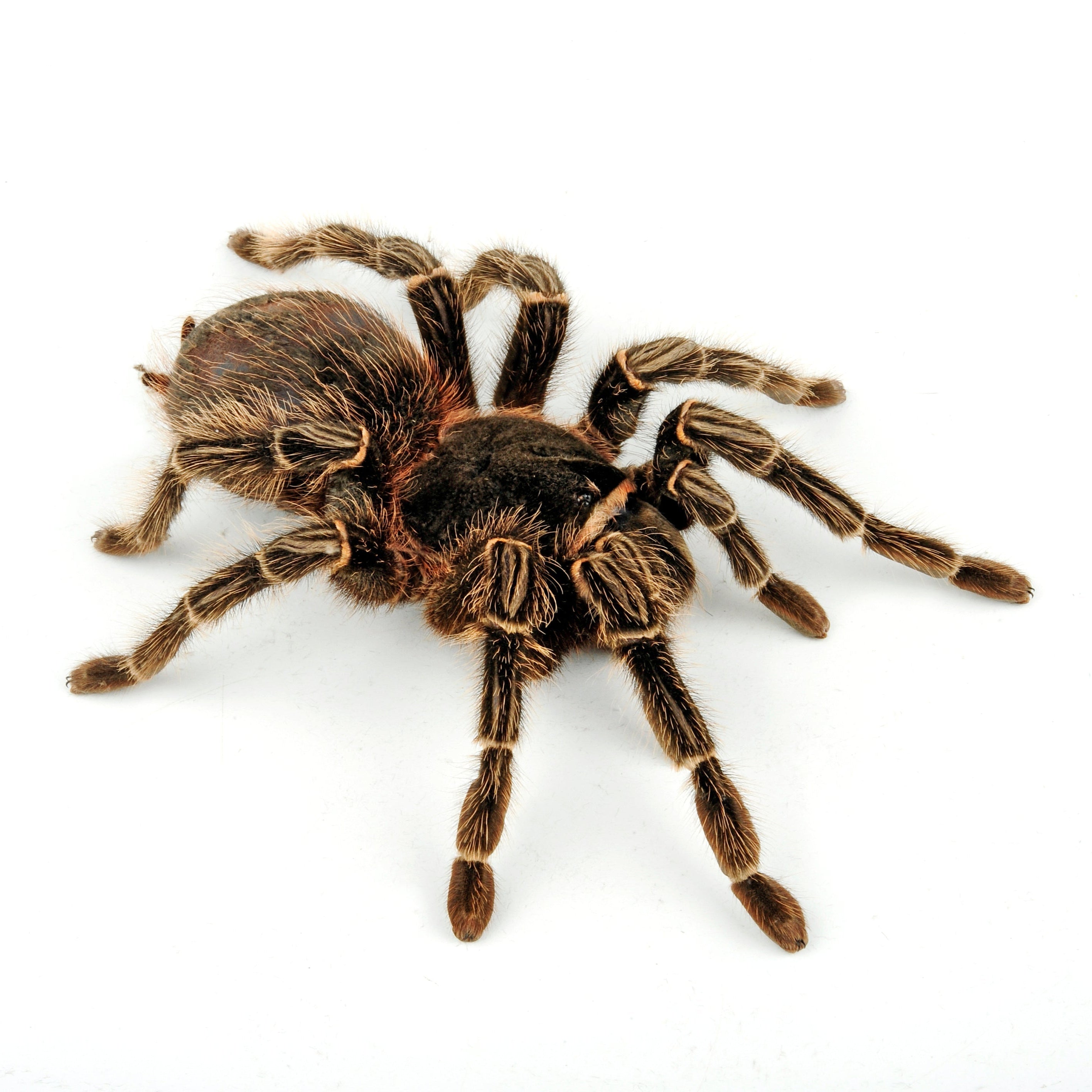 Lasiodora parahybana (Salmon Pink Bird-eater) .5" Bulk