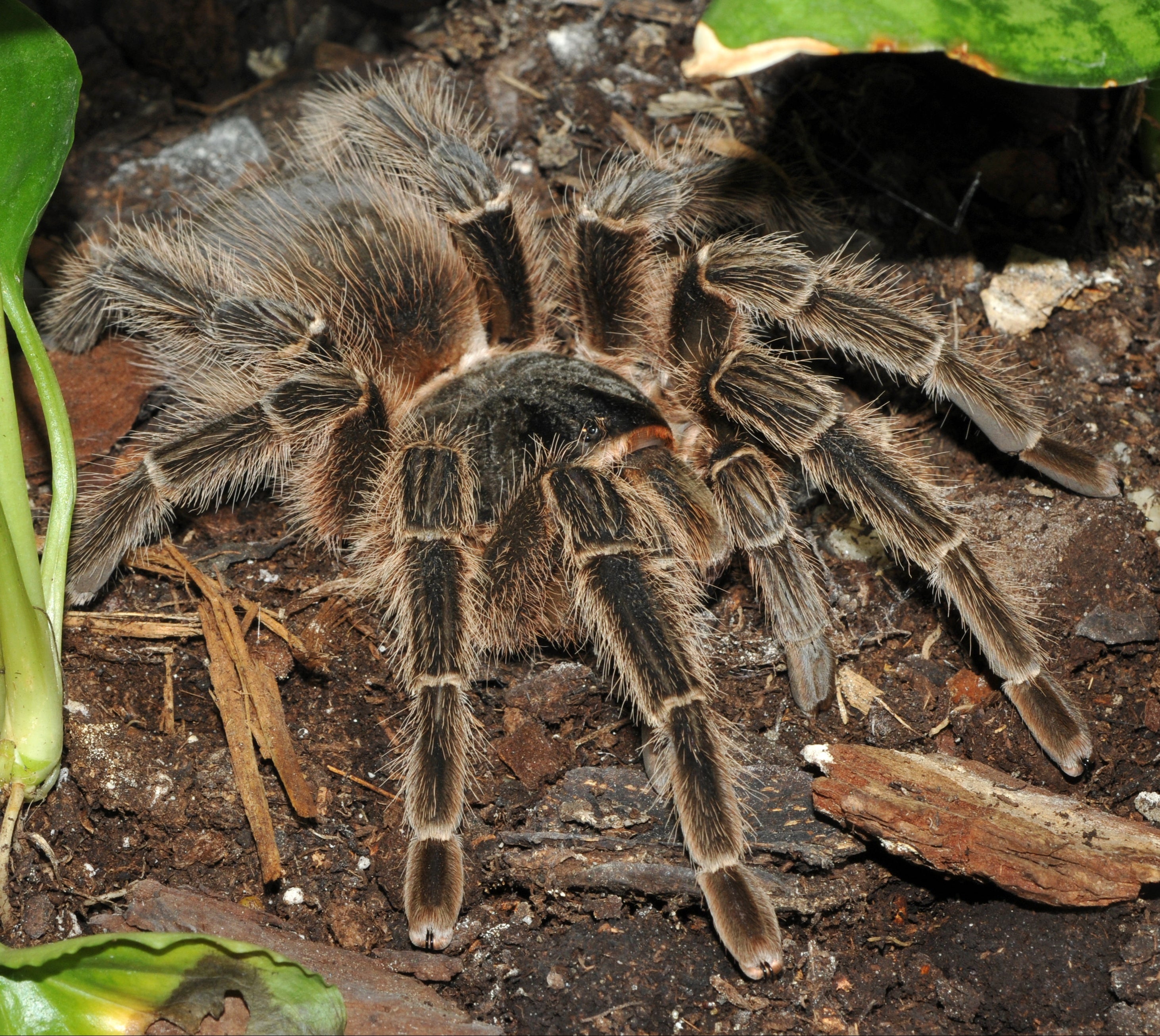 Lasiodora striatipes (Bahia Grey Birdeater) .5" Bulk