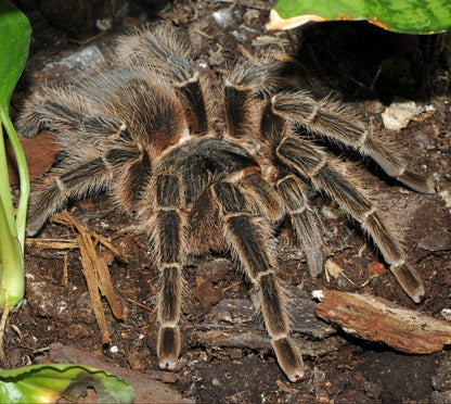 TERRESTRIAL GRAB N GO KIT: Lasiodora striatipes (Bahia Grey Birdeater) 1.5"+