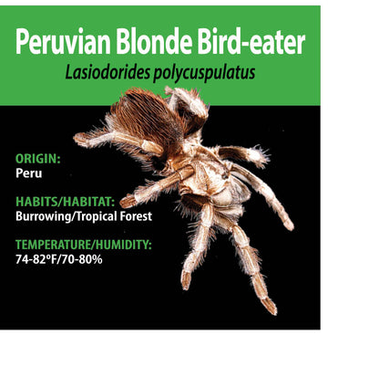 TERRESTRIAL GRAB N GO KIT: Lasiodorides polycuspulatus (Peruvian Blonde Bird-eater) 1.5"+