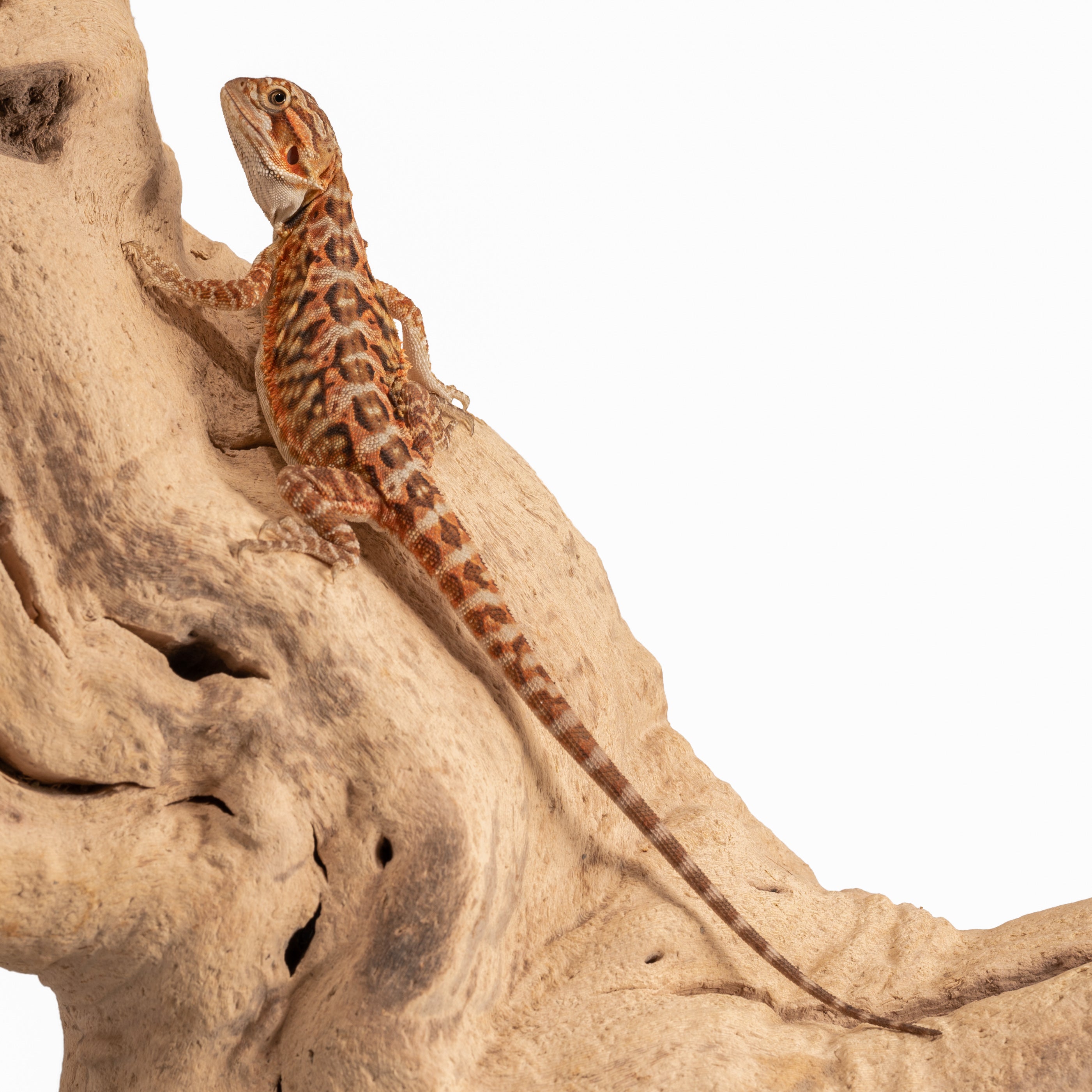 Bearded Dragon: Fancy - B Grade