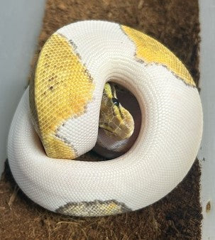 Pitón bola leopardo pastave pied macho