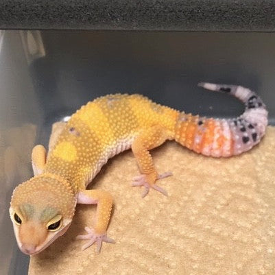 Gecko leopardo: leucístico