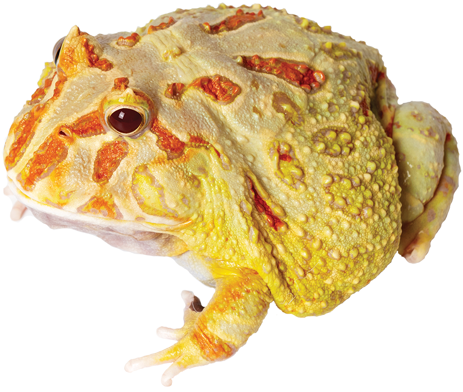 GNG Kit: Pacman Frog - LIME GREEN