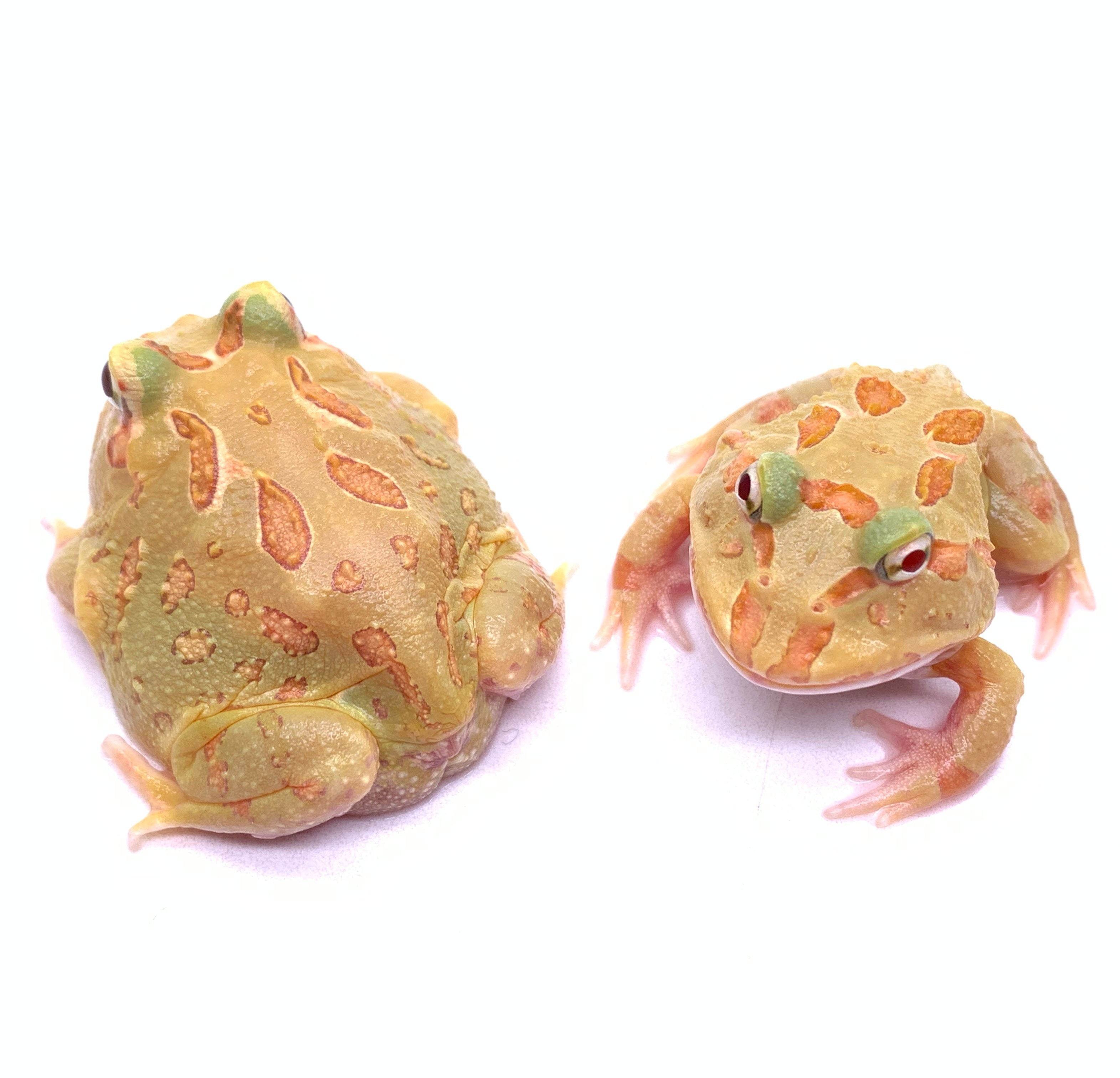 Pac-man Frog LIME GREEN
