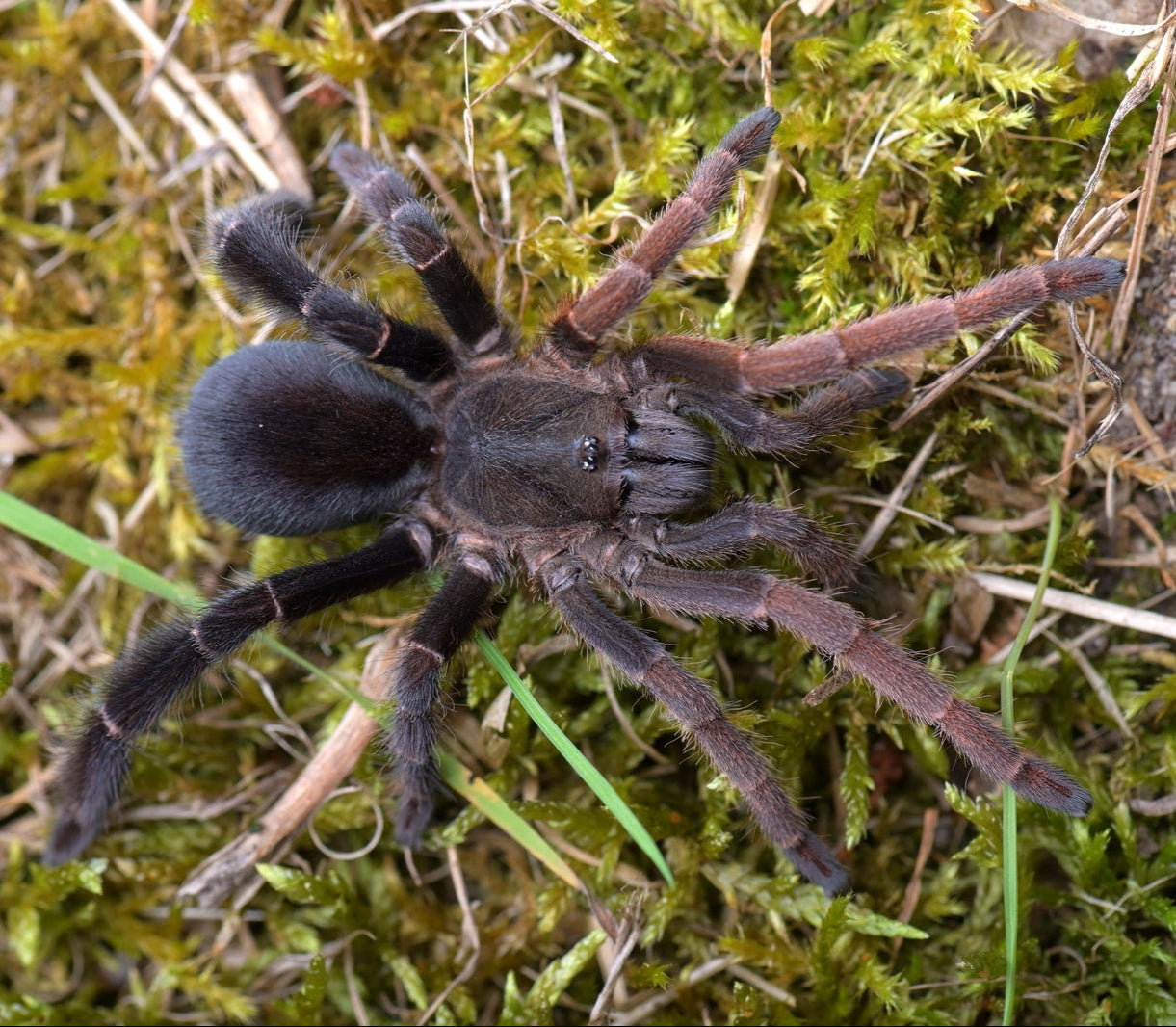 Lyrognathus giannisposatoi (スマトラスタウトレッグ) 0.5”