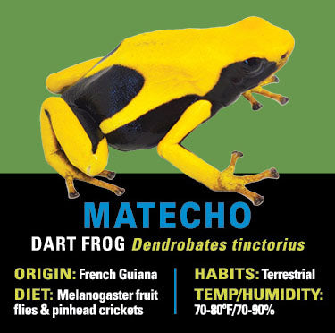 GRAB N GO KIT: Dart Frog - MATECHO