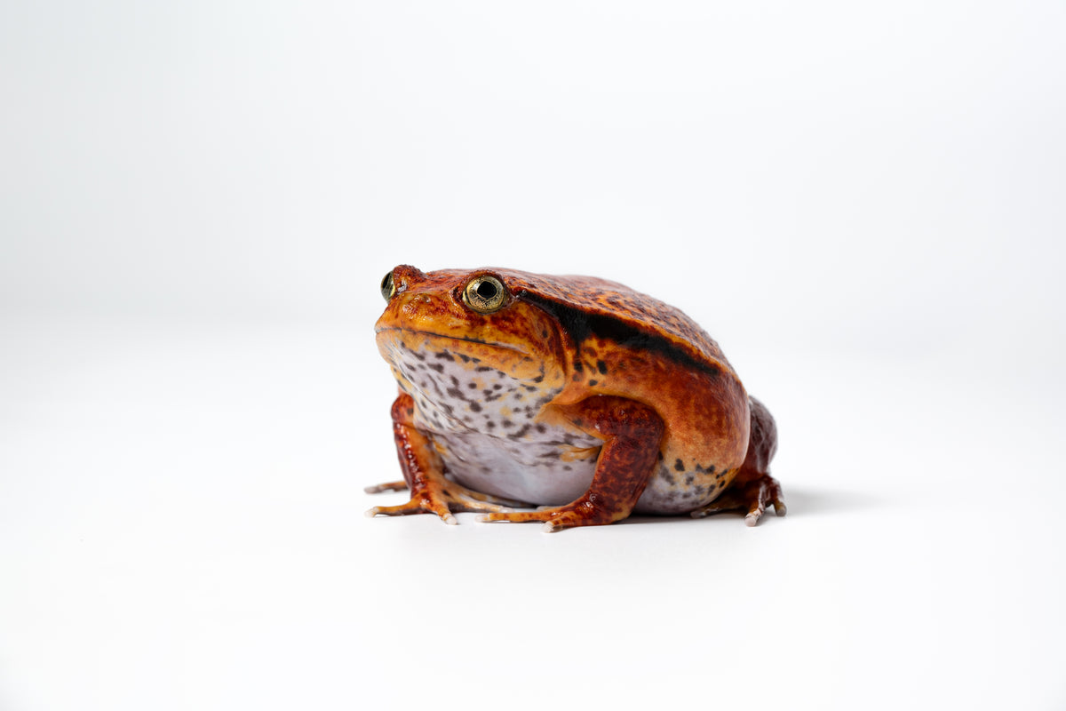 Madagascan Tomato Frog