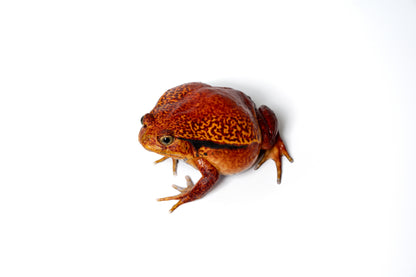 Madagascan Tomato Frog