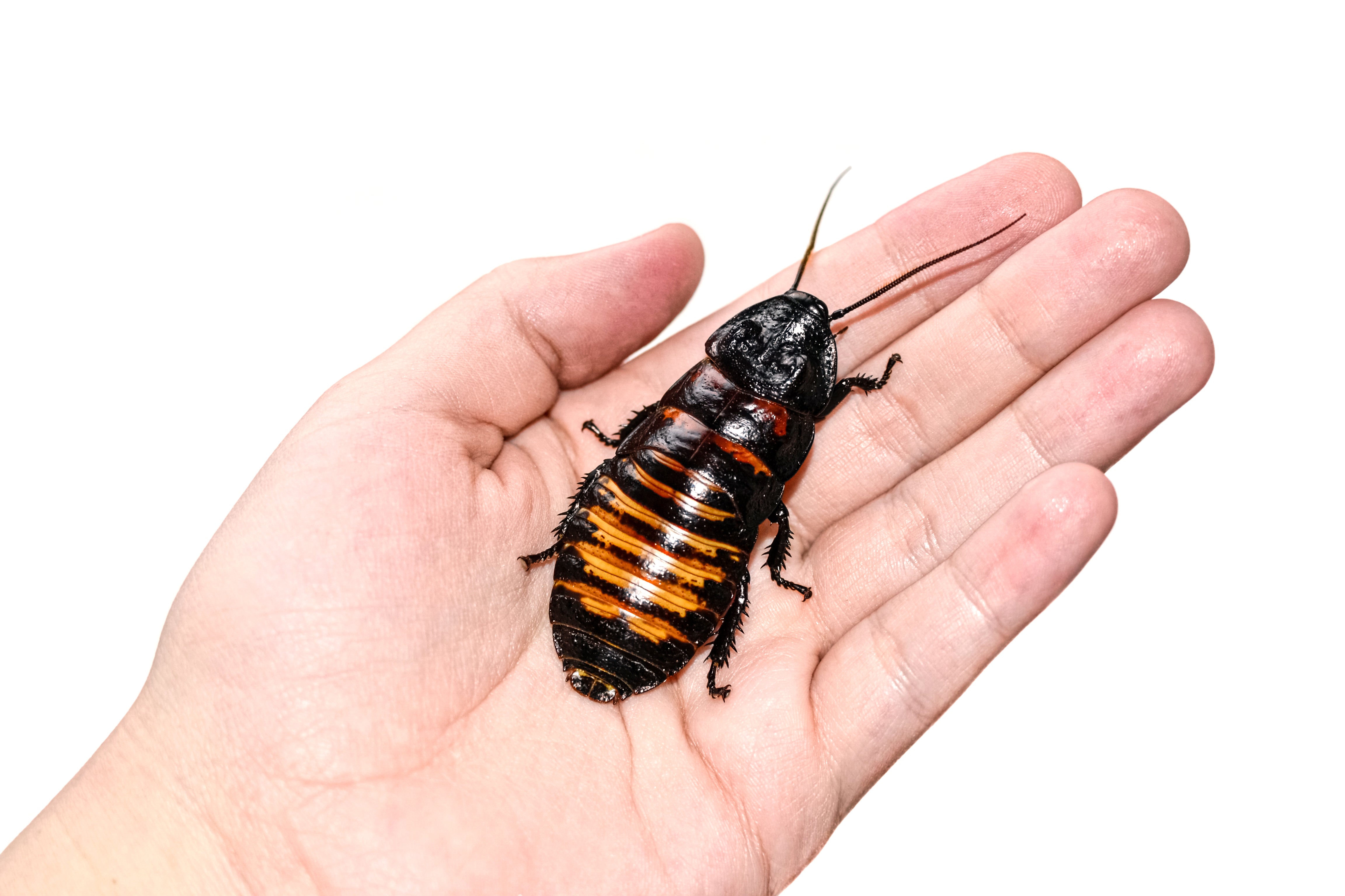 Madagascar Hissing Roaches - Gromphadorhina portentosa