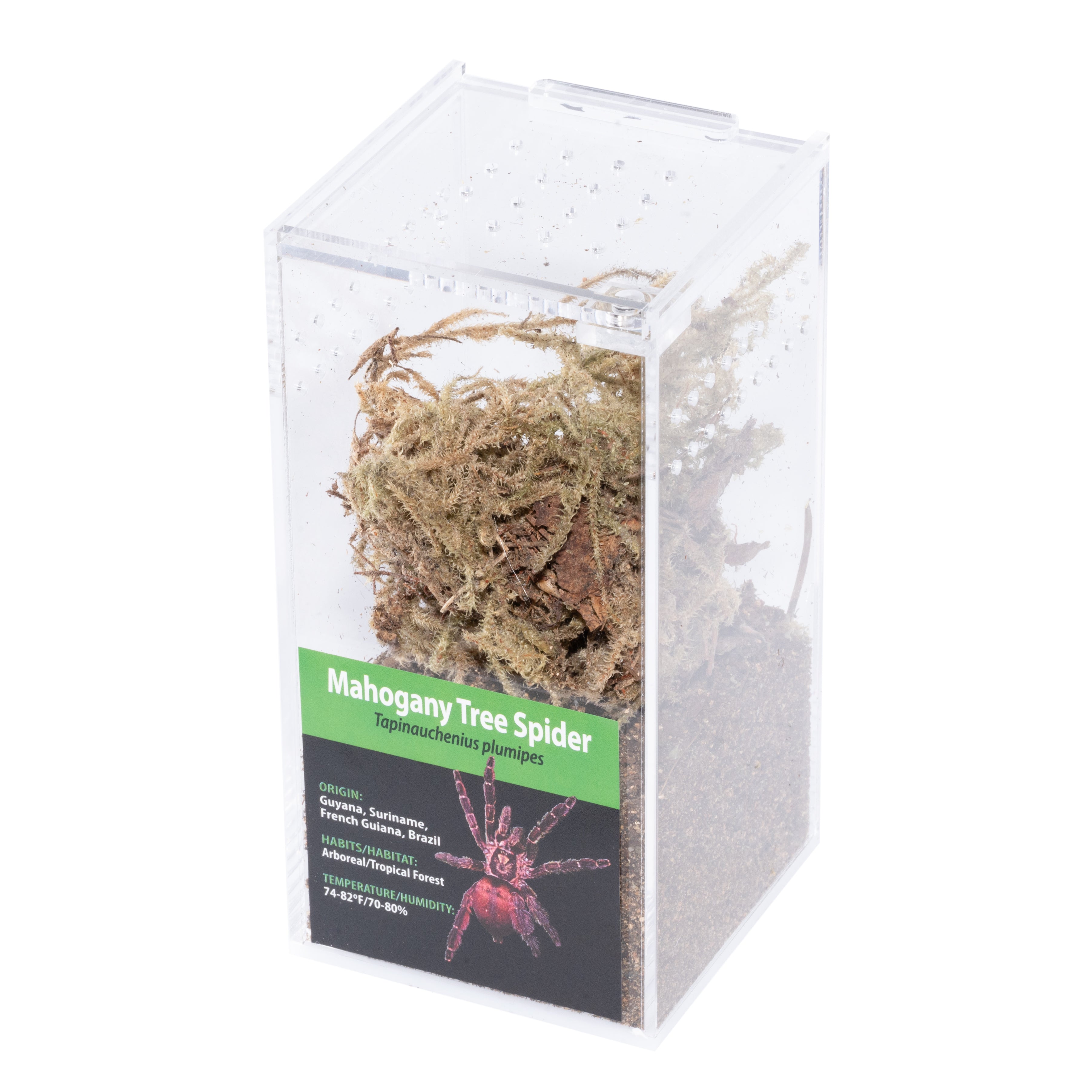 GRAB N GO キット: Tapinauchenius plumipes (マホガニーツリースパイダー)