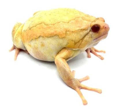 Chubby Frog