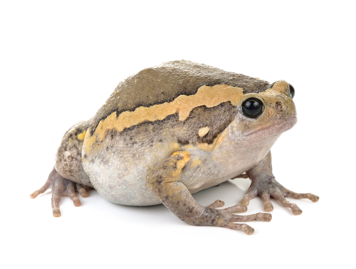 Chubby Frog