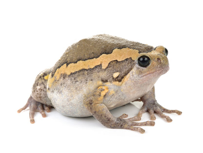Chubby Frog